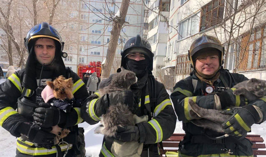 В Омске три пёселя чуть не сгорели в квартире из-за вспыхнувшего ноутбука. Фото: t.me/mash_siberia