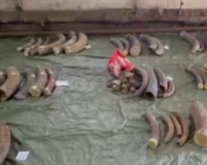 В Благовещенске задержали жителей Китая, пытавшихся вывезти тонну бивней мамонта. Фото: t.me/amur_mash