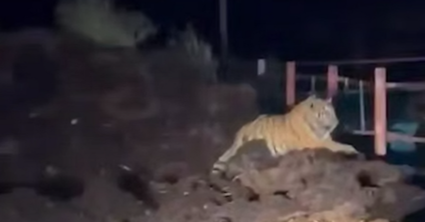 В Приморье ослабленный тигр забрел в село и отказался возвращаться в лес. Фото: t.me/amur_mash