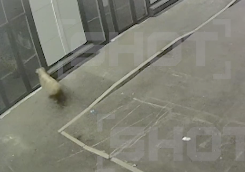 Инстинкт соперничества взыграл моментально и схватка началась. ФОТО: t.me/shot_shot