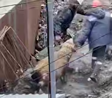 В Ялте рабочие закололи и разделали барана на стройке жилого комплекса. Фото: t.me/mash_na_volne
