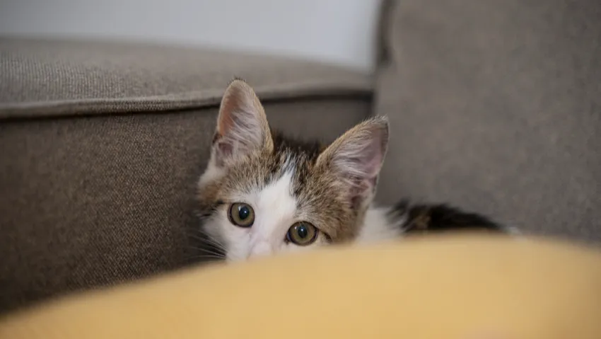 Как обезопасить домашних и уличных животных от фейерверков. Фото: freepik.com