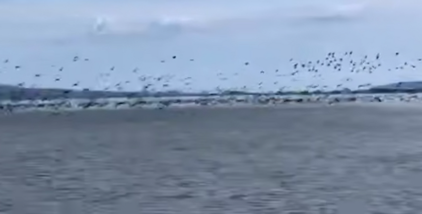 Байкал оккупировали тысячи бакланов: они заняли и водное пространство, и пляжи. Фото: t.me/babr_mash
