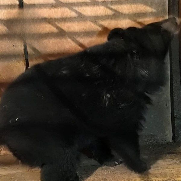 В Приморье домашняя медведица забралась в сельскую школу и перепугала учеников. Фото: t.me/amur_mash