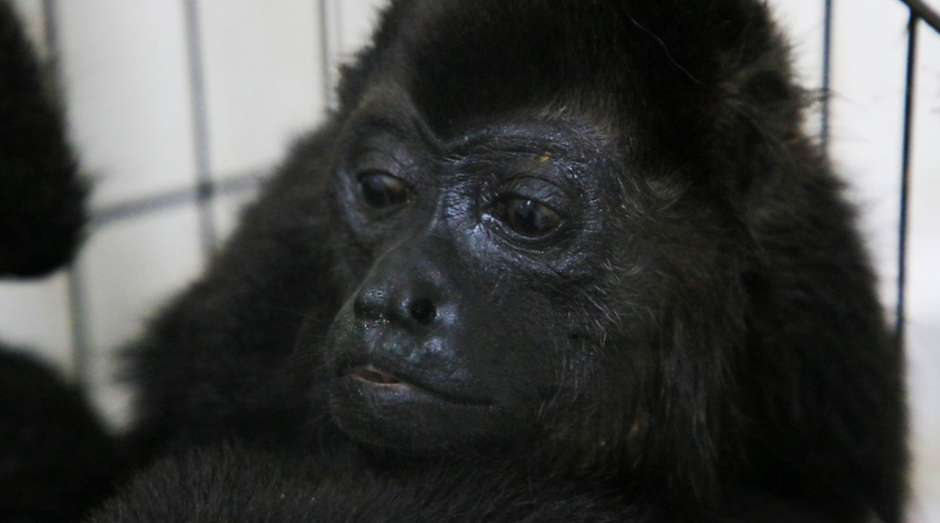 По меньшей мере, 83 примата были найдены мертвыми в штате Табаско, где, по прогнозам, на этой неделе температура снова превысит 45 °C. Фото: news.sky.com
