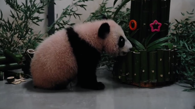 Малышке-панде Катюше из Мосзоопарка на Китайский НГ подарили торт и дракончика . Фото: t.me/svetlanaakulova1