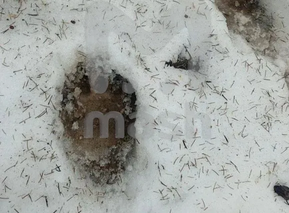 Следы медведей все чаще видят у дач и поселков. ФОТО: @breakingmash