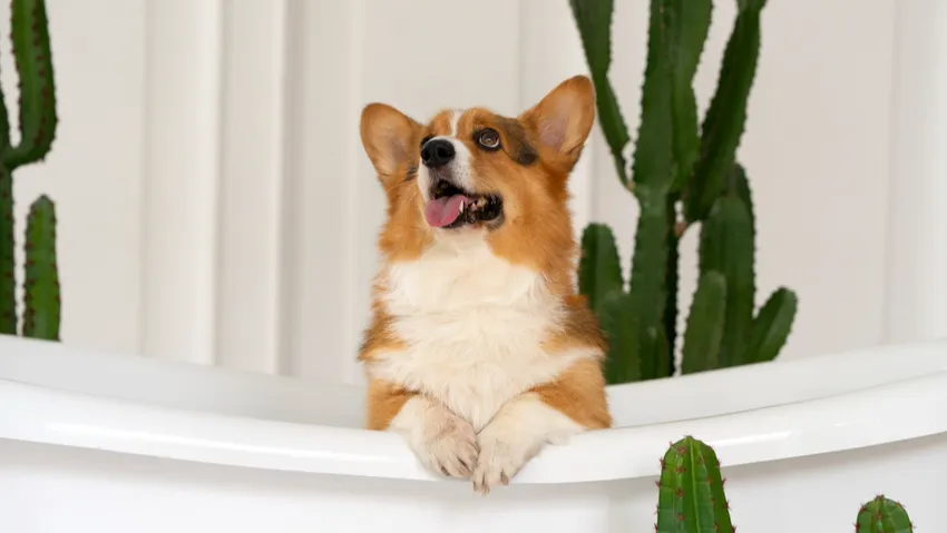 Корги. Фото: freepik.com