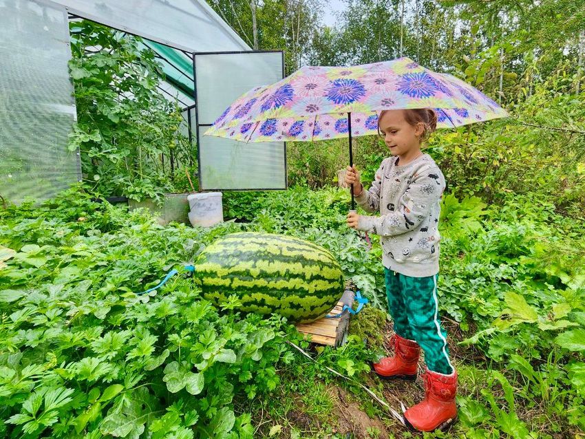 Елена вырастила и арбузы-гиганты. Фото:@t.me/volokolamskiigo