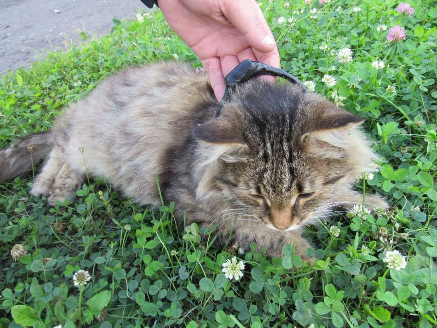 Под Нижним наркокурьеры пытались передать вещества в тюрьму с помощью кота Фото: t.me/mash_nimash