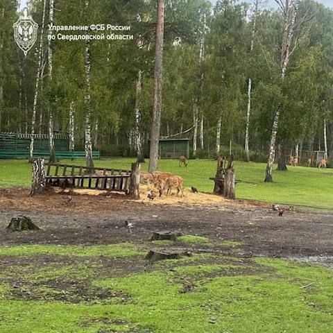 На Урале силовики накрыли банду, которая рубила дерево на охраняемой территории. Фото: t.me/url_mash