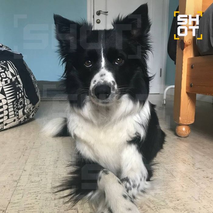 Убитая Сергеем собака Сима. Фото: t.me/shot_shot