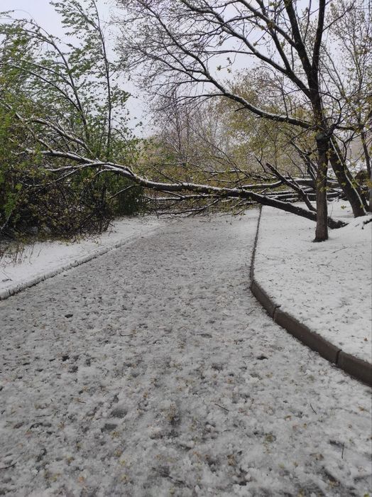 В Самаре из-за сильного урагана дерево рухнуло прямо на школьницу. Она погибла. Фото: Жизнь