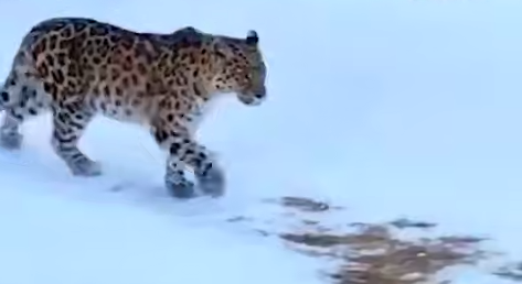 В Приморье мужчина случайно наткнулся на двух редчайших леопардов у своего дома. Фото: t.me/amur_mash