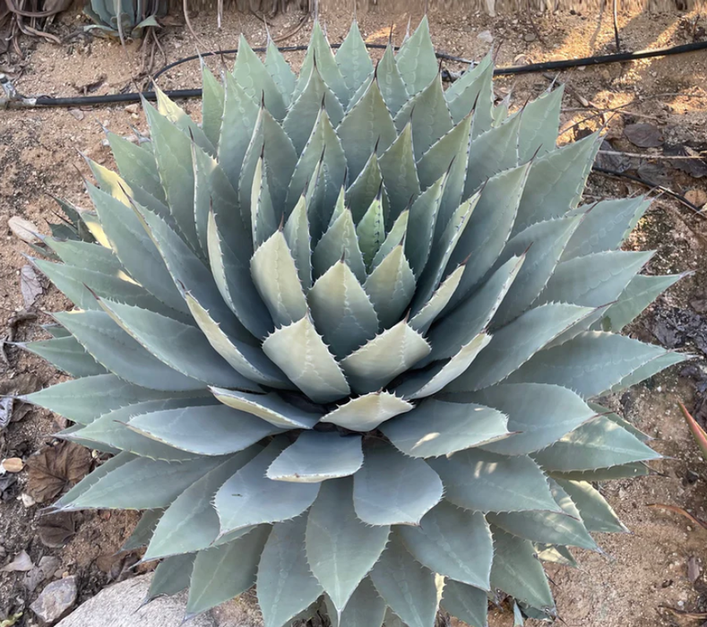 Agave parryi. Фото: cactusoutlet.com
