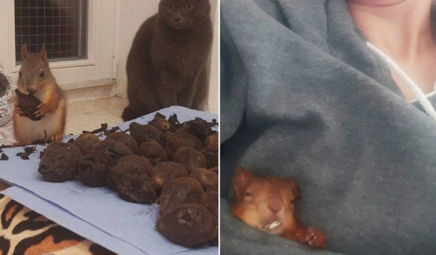 В Питере женщина устроила у себя в квартире лечебницу для белочек. Фото: t.me/mashmoyka