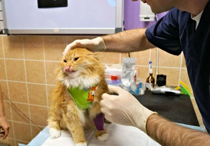 Кошки - умные и милые создания! Фото: MSK.CAT-VET.RU