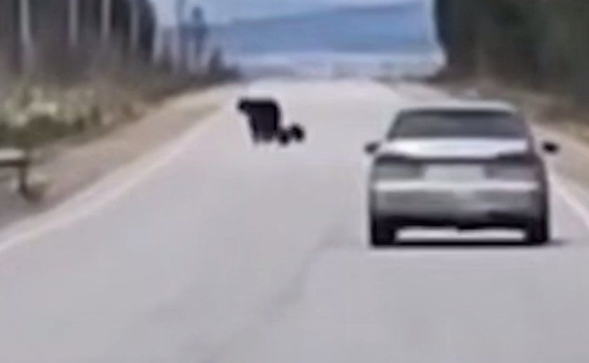 В Иркутской области семья медведей устроила пробежку по трассе, пугая водителей. Фото: t.me/babr_mash