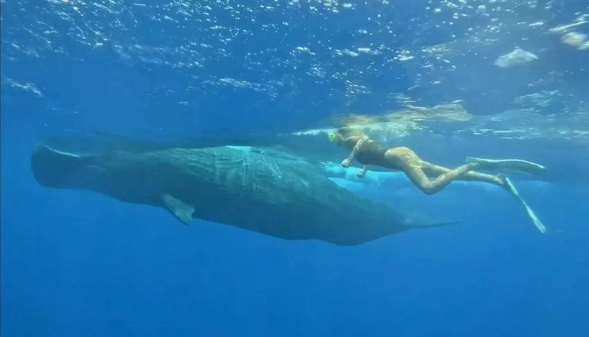 Мария Погребняк случайно прыгнула в пасть кашалота, пока отдыхала в Африке. Фото: соцсети
