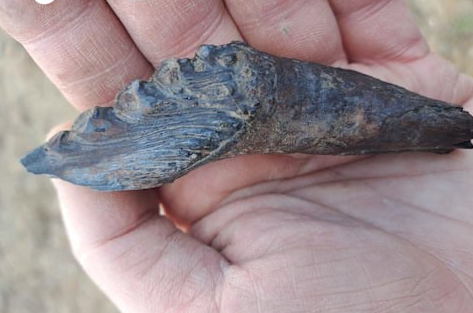 На Урале археологи откопали зуб базилозавра, который обитал там 37 млн лет назад. Фото: t.me/url_mash