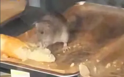 В Москве сотрудники шаурмичной выложили на полки поеденные крысой багеты. Фото: t.me/shot_proverka