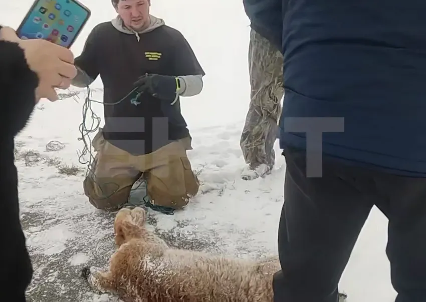 Под Уфой бешеная рысь ворвалась в детский лагерь и покусала 12-летнюю девочку. Фото: t.me/shot_shot