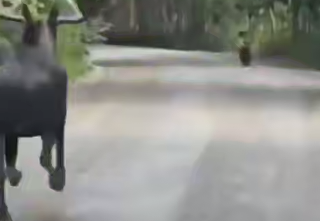 На Камчатке убегающий от машины лось больше километра гнал впереди себя медведя. Фото: t.me/amur_mash