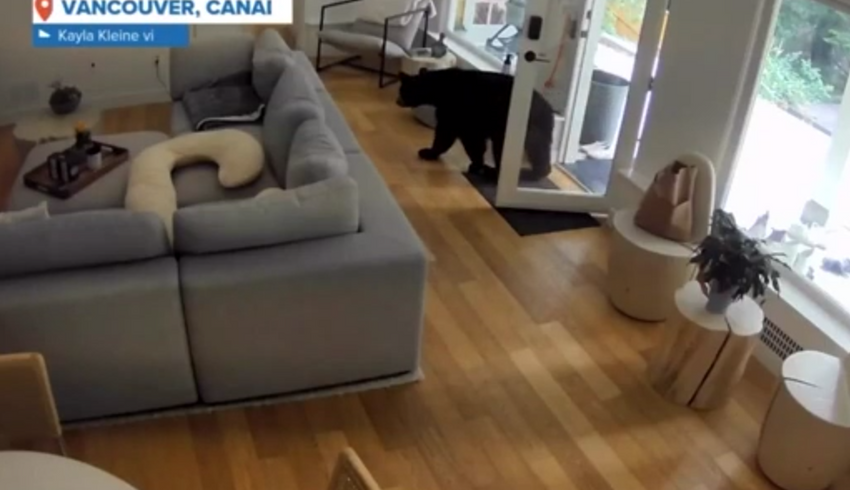 В Канаде маленький, но громкий шпиц прогнал вломившегося в дом дикого медведя. Фото: bbc.com