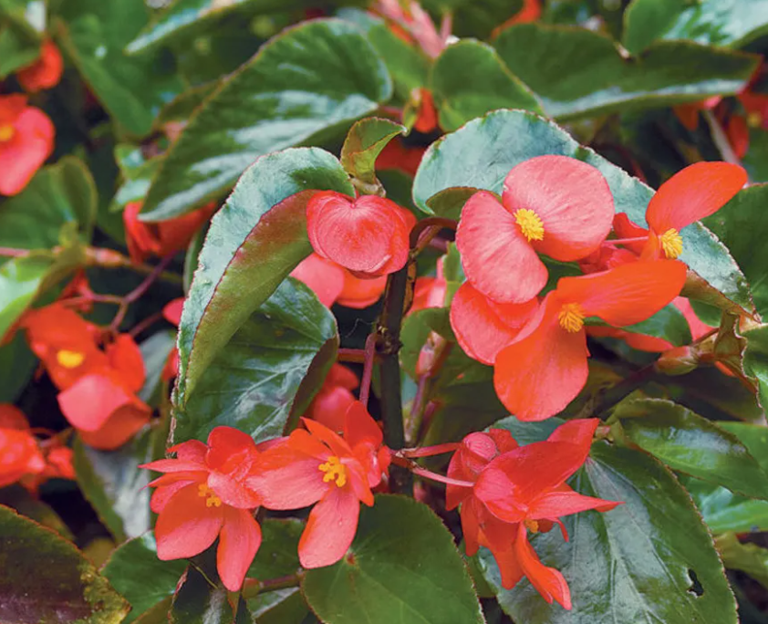 Фото: finegardening.com