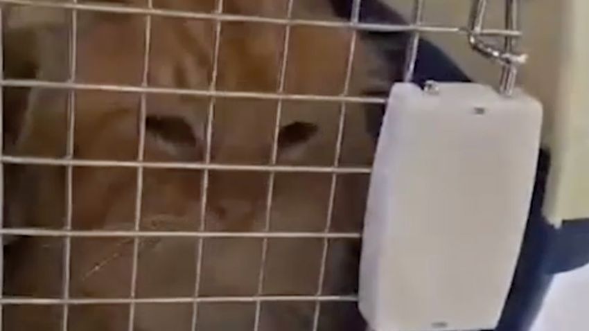 Преданный рыжий питомец выписывается из больницы. Фото: @mash_gor