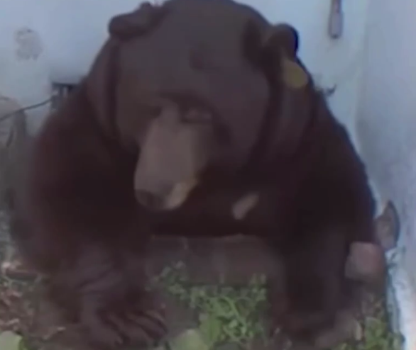 В США мужчина нашел в собственном подвале медведя, который обустроил там берлогу. Фото: соцсети