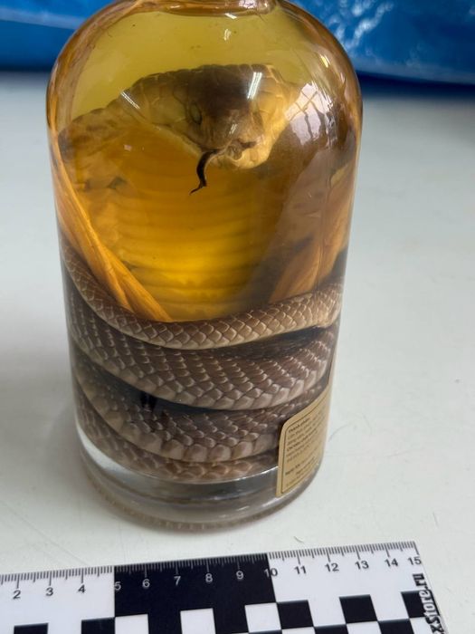 На Алтае таможенники нашли в багаже пассажирки вино, сделанное из мертвой кобры. Фото: соцсети