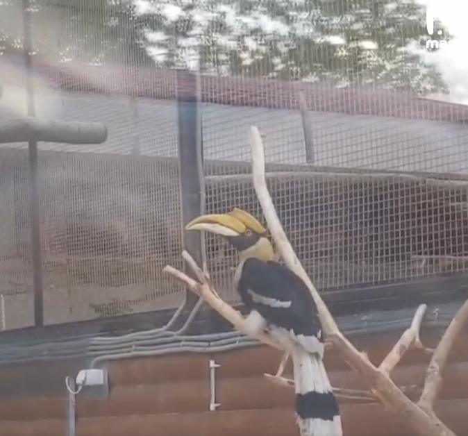 Калао сразу поместили в зимний вольер. ФОТО: t.me/mashmoyka