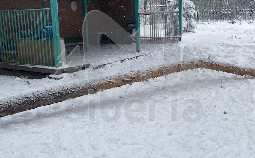 В Новосибирске шестилетний малыш выжил после того, как на него упала сосна. Фото: t.me/mash_siberia