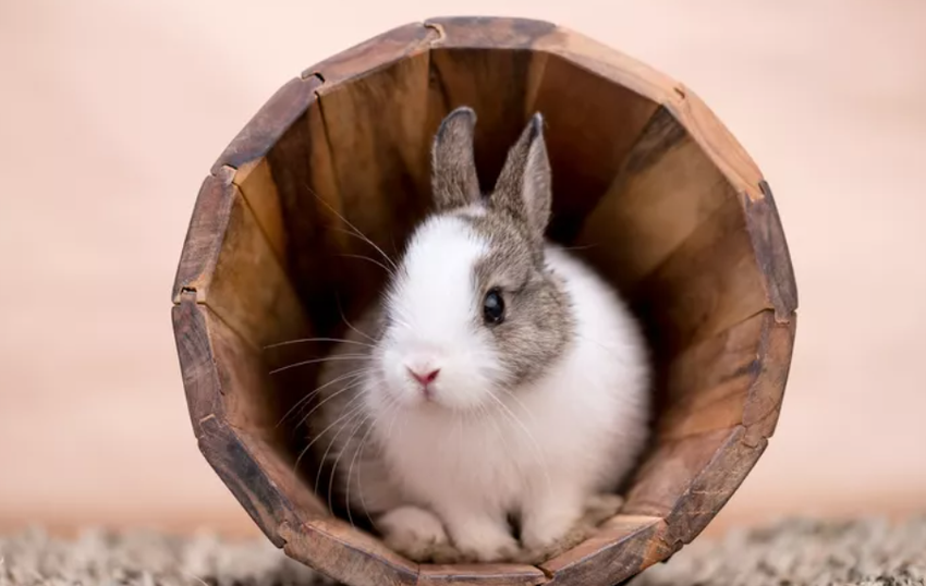 Фото: thesprucepets.com