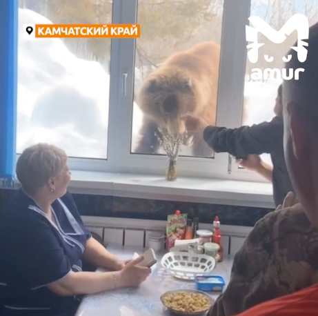 Медведь вел себя вежливо и даже стучался в окошко. ФОТО: t.me/amur_mash