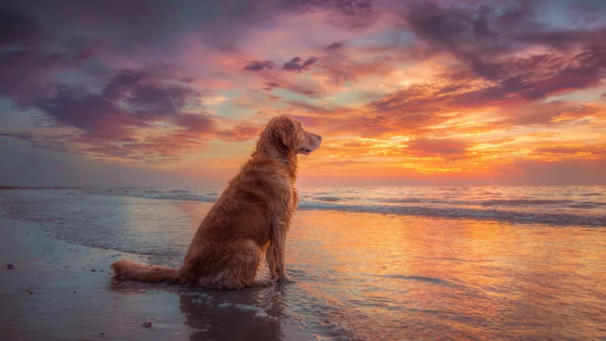 Собака во сне для мужчины – это отражение его социального статуса и деловых качеств. Фото сгенерировано нейросетью Midjourney