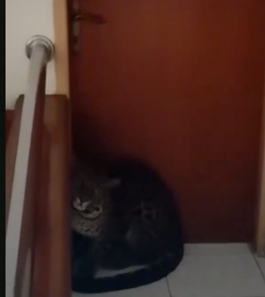 Леопард занял позицию у входа в один из номеров. ФОТО: соцсети