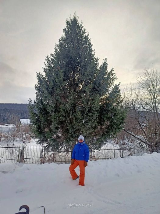 Хозяйка участка успела сфотографироваться возле своей ели накануне спила. Фото: vk.com/url_mash