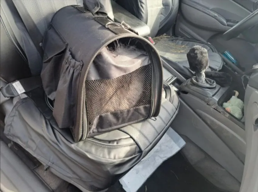 Под Красноярском кот устроил ДТП, вцепившись в хозяйку, сидевшую за рулем. Фото: соцсети