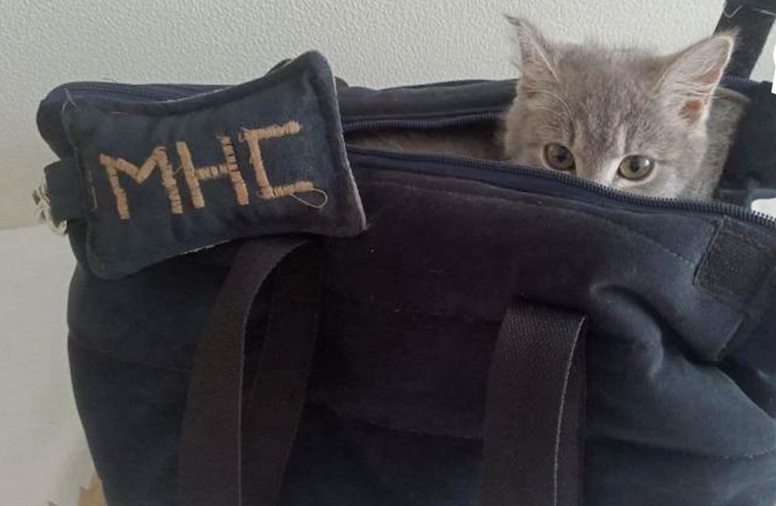 В Чите маленькая кошечка поселилась в музее и стала научным сотрудником. Фото: t.me/babr_mash