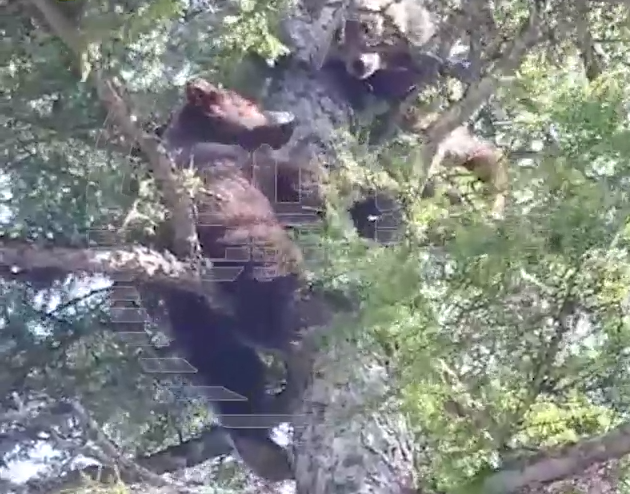 "Пусть мама услышит, пусть мама придет!" В Магадане мишки залезли на дерево, спасаясь от собак. Фото: t.me/shot_shot