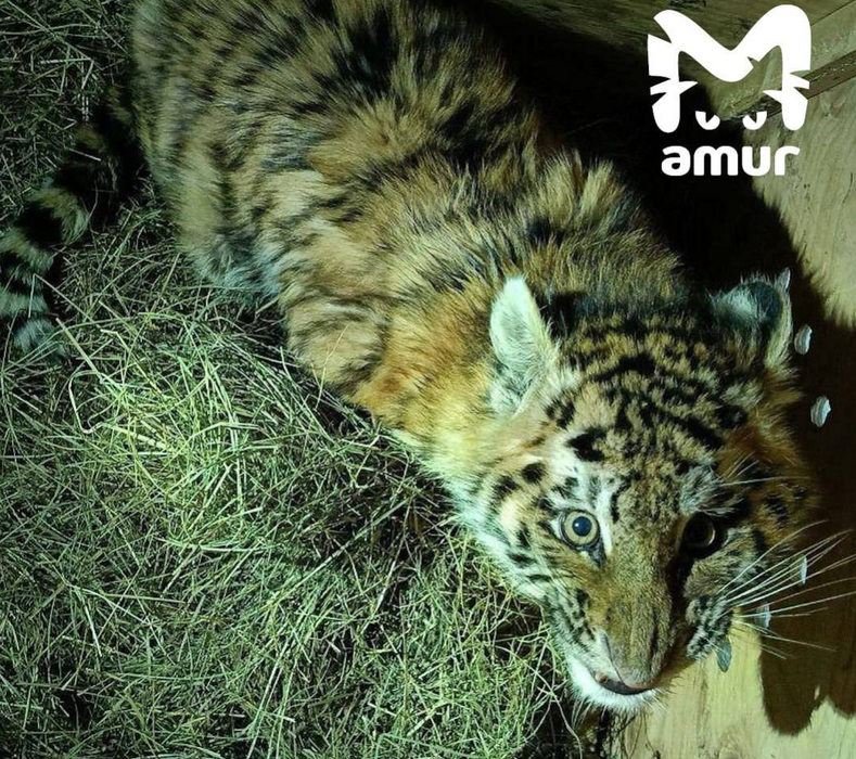 Под Хабаровском водитель заметил истощенного тигренка на обочине и спас его. Фото: t.me/amur_mash