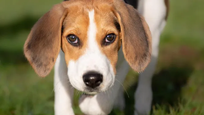 Бигль. Фото: freepik.com