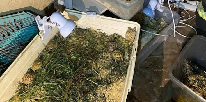 В Ленобласти пожарные спасли загоревшегося дома 700 черепах и других животных. Фото: t.me/mashmoyka