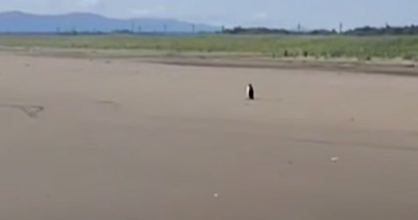 На Сахалине отдыхающие мужчины случайно встретили на пляже одинокого пингвина. Фото: t.me/amur_mash