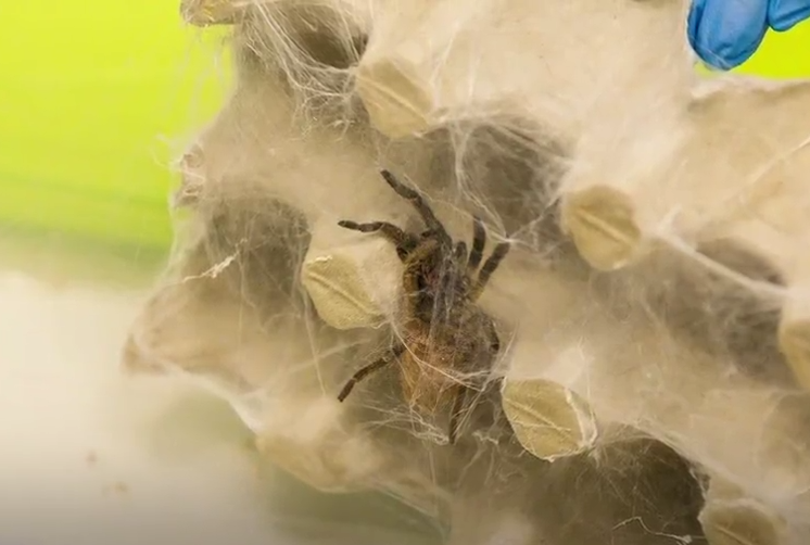 Питерские ученые научили ядовитых пауков плести суперпрочную нанопаутину. Фото: t.me/mashmoyka
