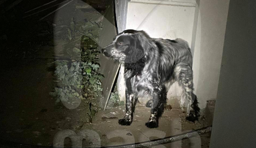 Спаниеля расстрелянной в Мытищах семейной пары ищут по городу и окрестностям. Фото: @breakingmash