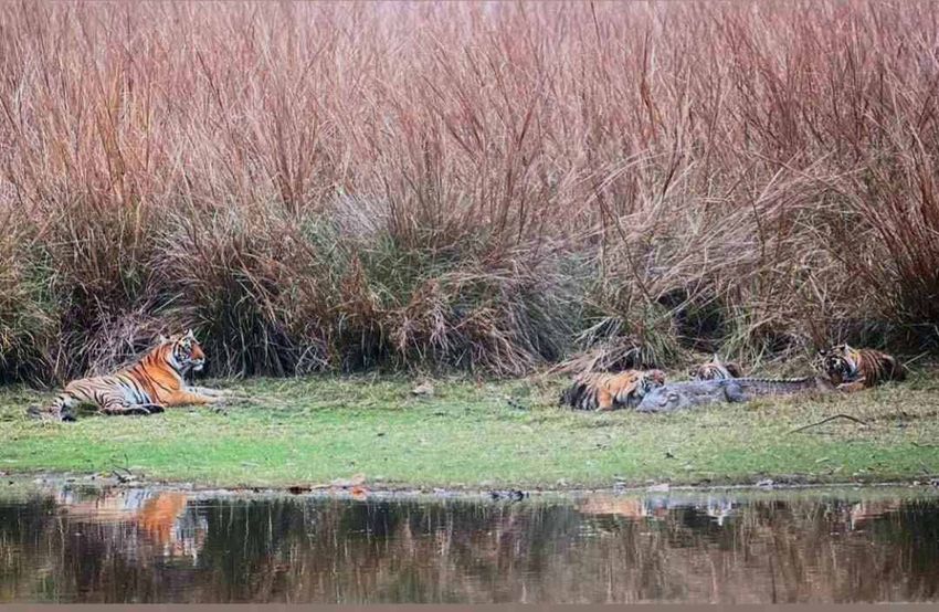 Фото: ranthambhorenationalpark.in