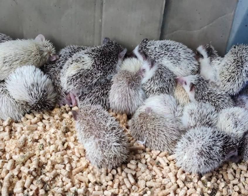 Сибирский бизнесмен заказал из Таиланда 300 карликовых ежиков для перепродажи. Фото: t.me/customs_rf